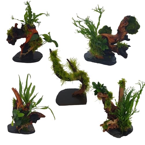 SAHAWA Wurzel für Aquarium bepflanzt mit Aquarienpflanzen und Moos auf Schiefer, Mopaniwurzel mit Anubia, Farn und Moos ca. 20 cm
