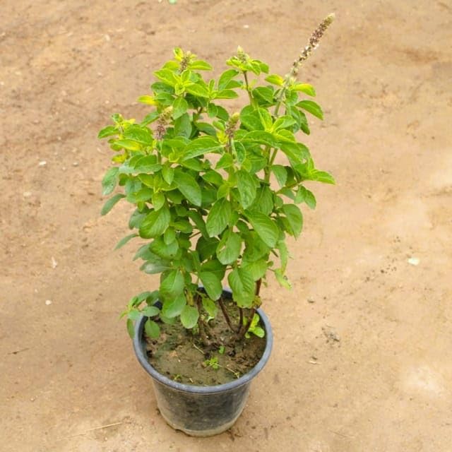 Kapoor Tulsi/Kedarnath Tulsi in 8 Inch Nursery Plant (B0CVVPBM1X) Amazon Price History, Amazon Price Tracker