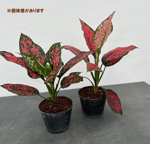 Amazon｜[観葉植物フェア]アグラオネマ：カンクン ブラック 3号ポット