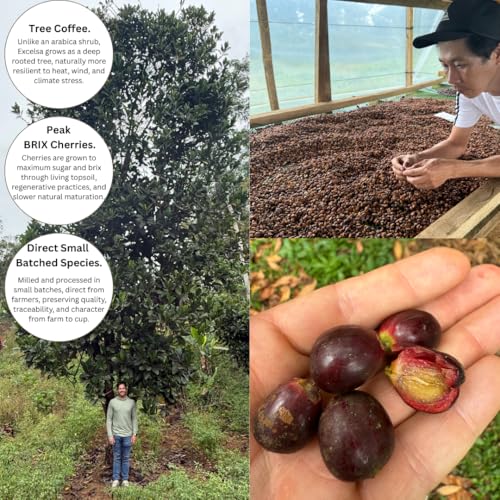Excelsa Coffee – Granos Verdes de Café Vietnam 5 lb miniatura 5