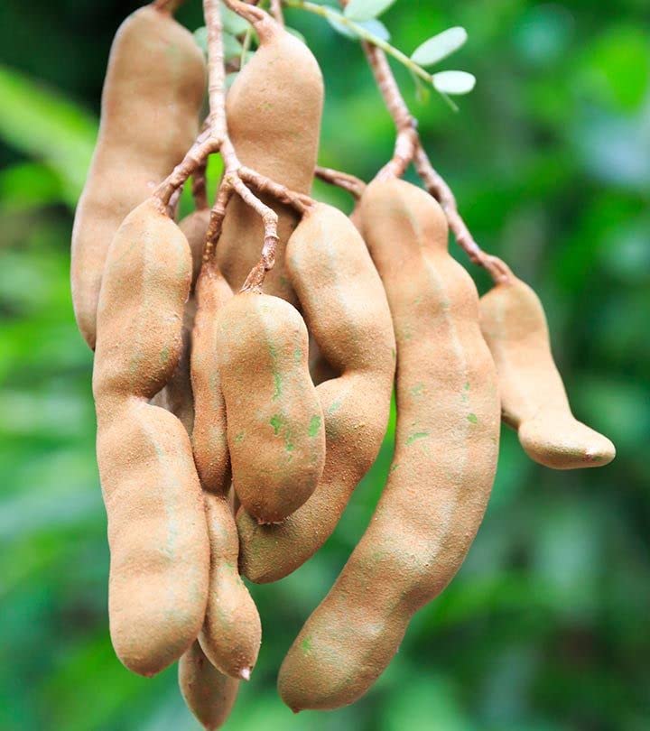Rare Indonesia Sweet Tamarind (All Time), Sweet Tentul, Misti Tetul Live Plant Grafted Original Variety (B0B8P9PGKF) Amazon Price History, Amazon Price Tracker