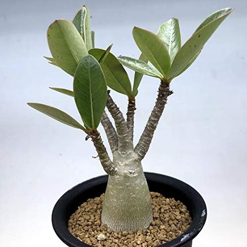 Amazon Co Jp コーデックス アデニウム アラビカム ミニ ホーム キッチン