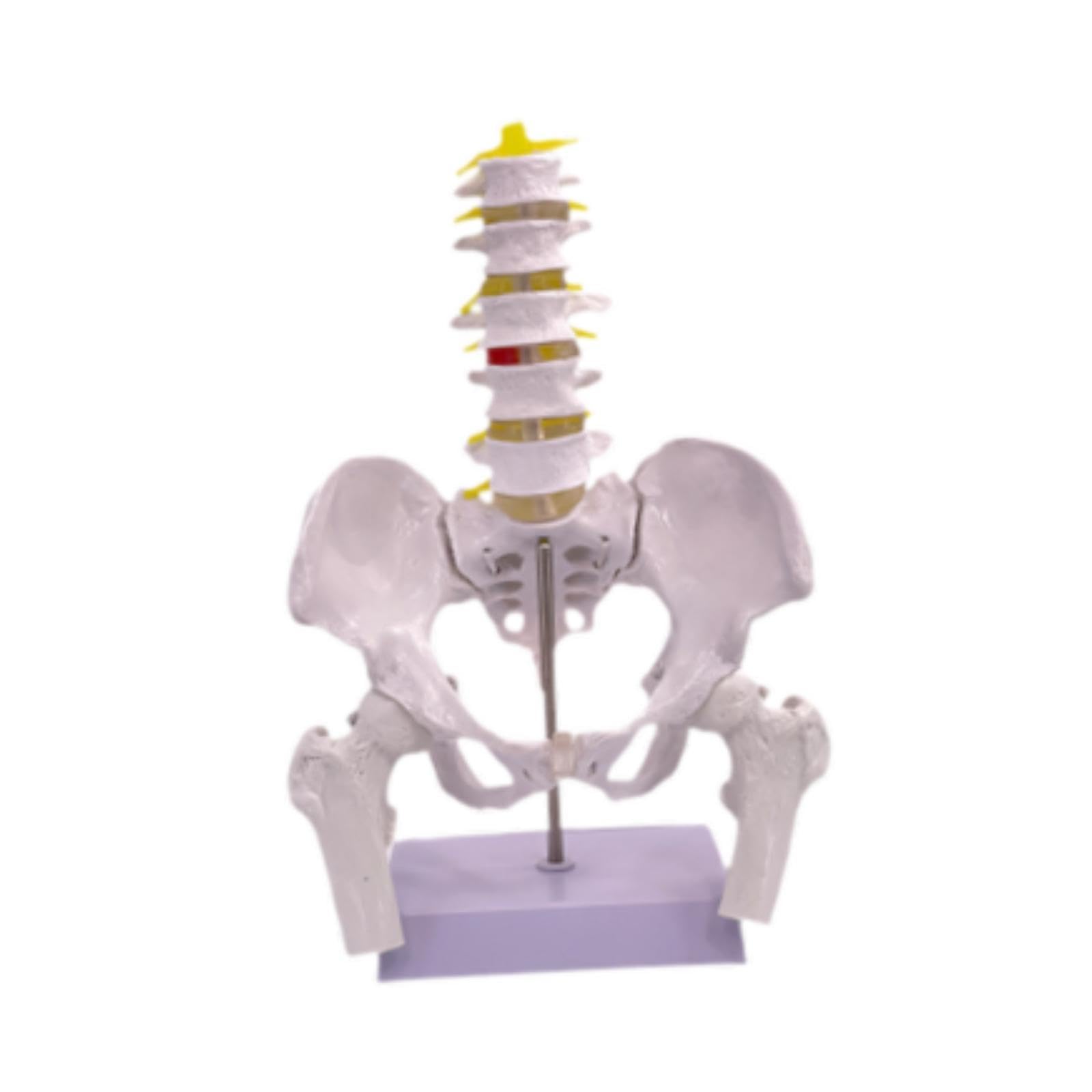 Modèle Du Bassin Féminin Modèle Anatomique Squelette Féminin Outil Pédagogique Médical Matériel PVC Robuste Adapté à L'Enseignement Universitaire Rech, Style B