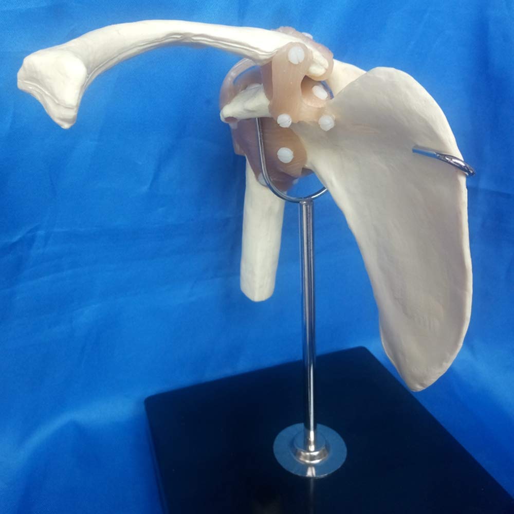 Modello anatomico di articolazione della Spalla Umana - Modello di articolazione della Spalla con Funzione legamentosa - per Modello didattico con Display da Studio, Materiale di Laboratorio