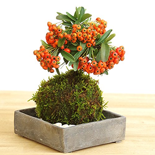 秋から冬に真っ赤な実、春に白い花が楽しめる【ピラカンサの苔玉・焼締角器セット】 (敷石の色(白))