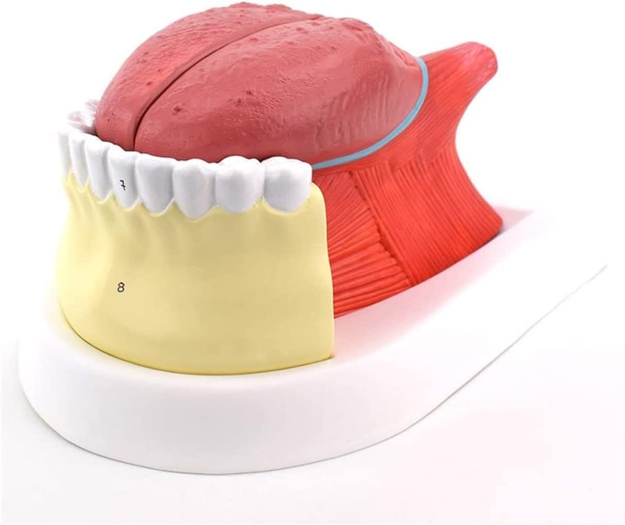 Modello anatomico della Lingua Umana, Modello anatomico dei Denti della Lingua, Modello di Simulazione della Struttura della Lingua Umana, Modello didattico dell'anatomia Muscolare