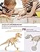 Dinosaur Excavation Kits For Kids,Dino Dig Kits T-Rex,Triceratops and Diplodocus,Dinosaur Fossil Excavation Kits ,Children's Popular Science Education Toys - Dinosaur DIY Toys（Three-piece suit）