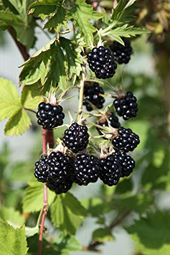 See full amazon price history chart for Royal Paradise Garden Tasty Beautiful Unusual Blackberry Variety Thornless Evergreen HARDY 30 seeds Royal Paradise Garden Tasty Beautiful Unusual Blackberry Variety Thornless Evergreen HARDY 30 seeds (B094NSG84Z) Amazon Price History, Amazon Price Tracker