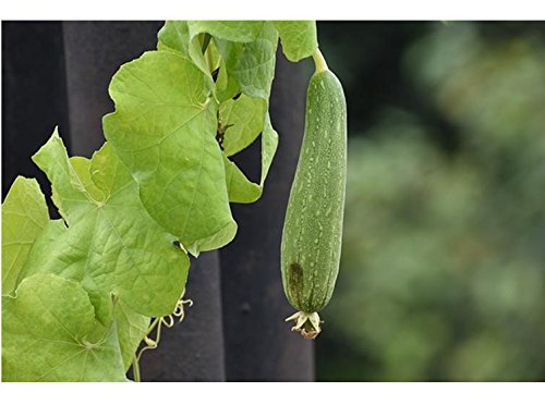 OL Seed Ridge Gourd/Tori Seeds -Desi Variety (B07CYXGM35) Amazon Price History, Amazon Price Tracker
