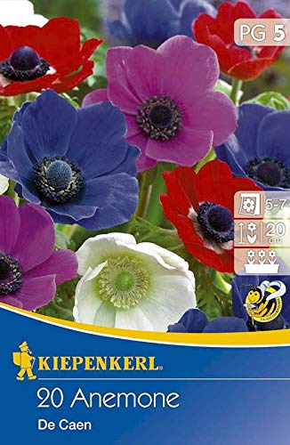 Anemonen coronaria De Caen