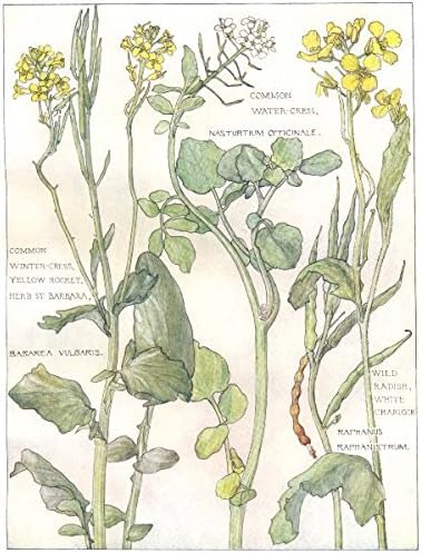 Kohlsorten Wasser Winter Kresse Gelb Rocket Wild Rettich Weiss Charlock 1907 Amazon De Kuche Haushalt Wohnen