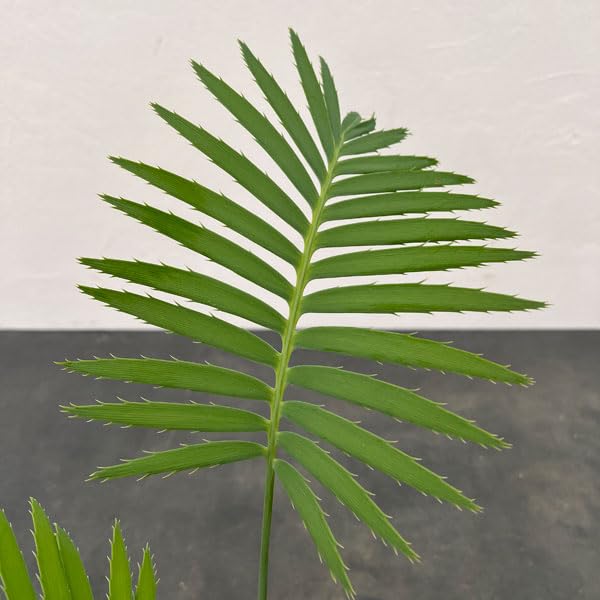 【希少特大】 ディオーン　スピヌロスム 早いもの勝ち ディオーン：スピヌロスム 7号硬質ポット の通販 | 園芸ネット