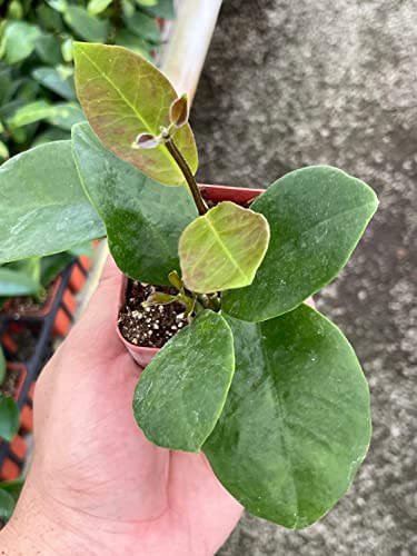 Hoya Australis, Samoan Waxplant Waxvine Waxflower Wax Plant, Very Rare Limited Supply Exotic Live Succulent #TOP3