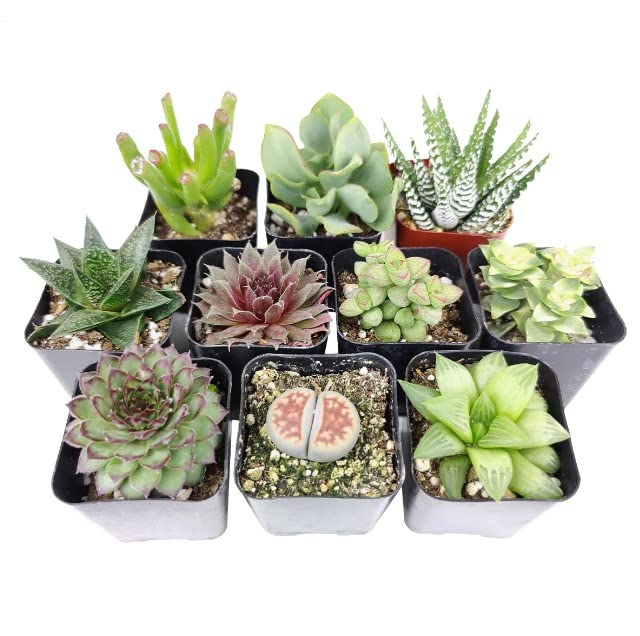 Mix de 10 Suculentas Mini Plantas Fáciles de Mantener tanto en Interior como en Exterior