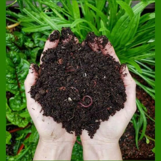Vermicompost pour mélange de terreau, mélange de terre fumier organique