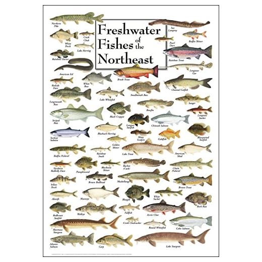 Earth Sky + Water - Freshwater Fishes of the Northeast - Poster