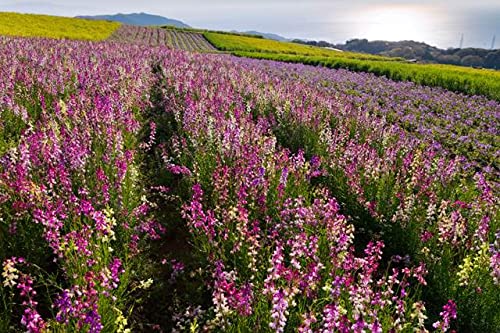 【Lac et Soleil】兵庫県 淡路市 あわじ花さじきのポストカード葉書はがき2 Photo by絶景.com