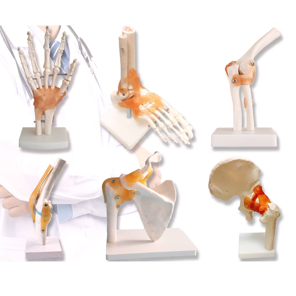 YNIYUJKL Human Skeleton Joint Models Skeleton Hand And Foot Hip And Knee Ligament Skeleton Model School Teaching Demonstration Te