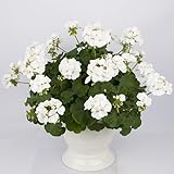 2 Plants in a Pot, Geranium Plants Live Perennial Pelargonium Hardy Geraniums Flowers Plants Fragrant Flowers Plant 4 Inch Pot (White Geranium Flower)