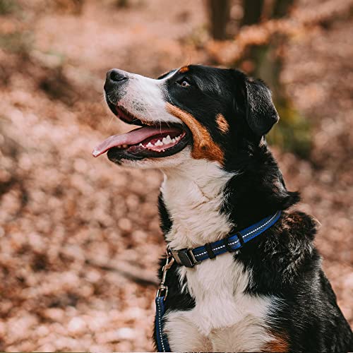 Collier réfléchissant bleu pour chien sécurisé et ajustable - 3