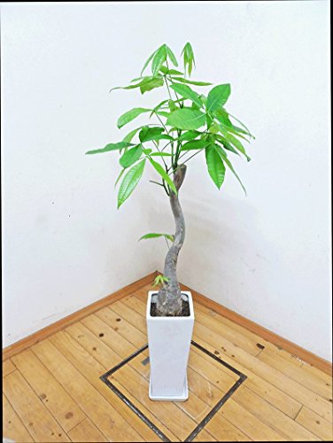 お洒落なインテリアに ロングスクエア陶器鉢仕立ての素敵な樹形のパキラ 120cm前後 8号陶器鉢