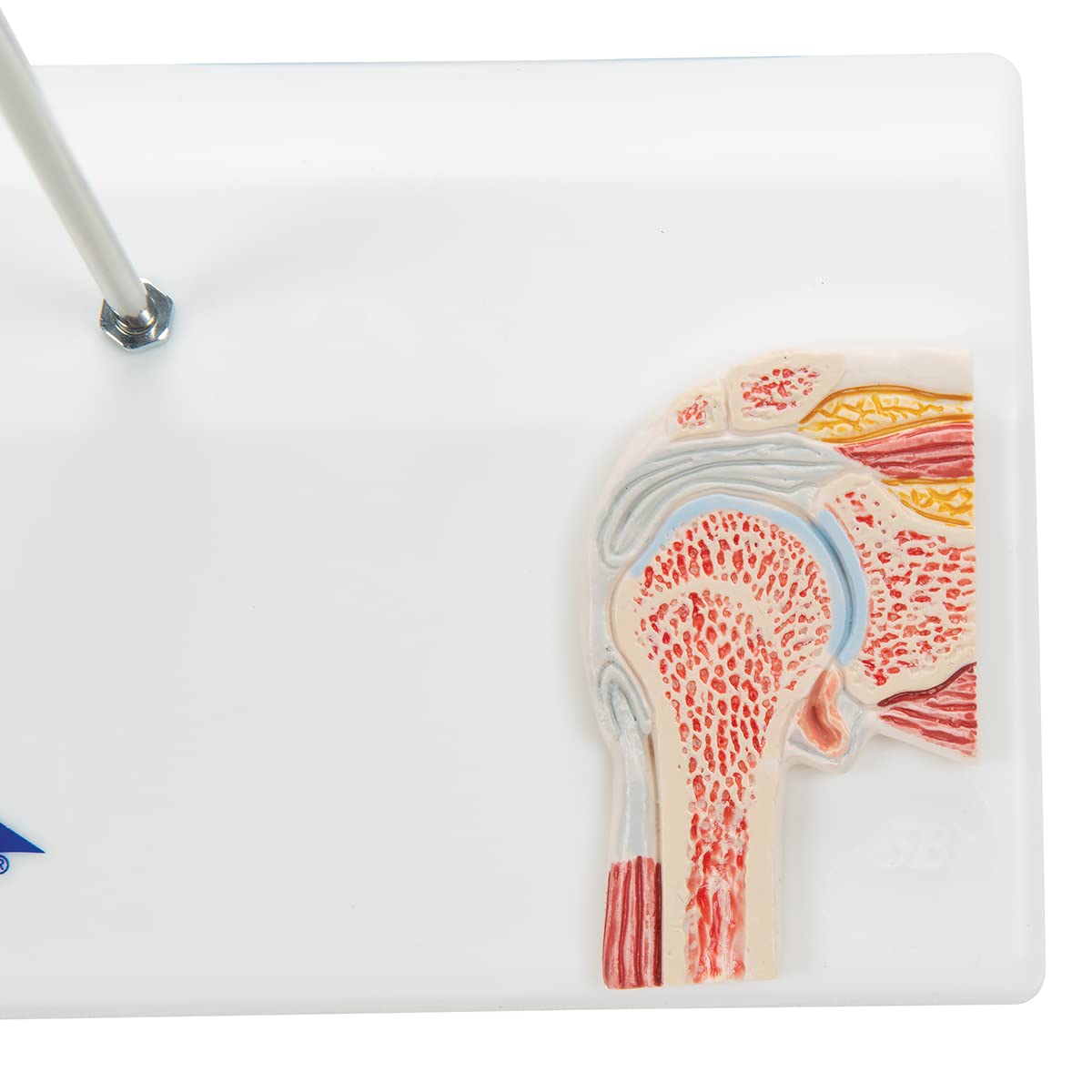 3B Scientific A86/1 Mini Articolazione della Spalla con Sezione Trasversale, su Base + software gratuito di anatomia - 3B Smart Anatomy