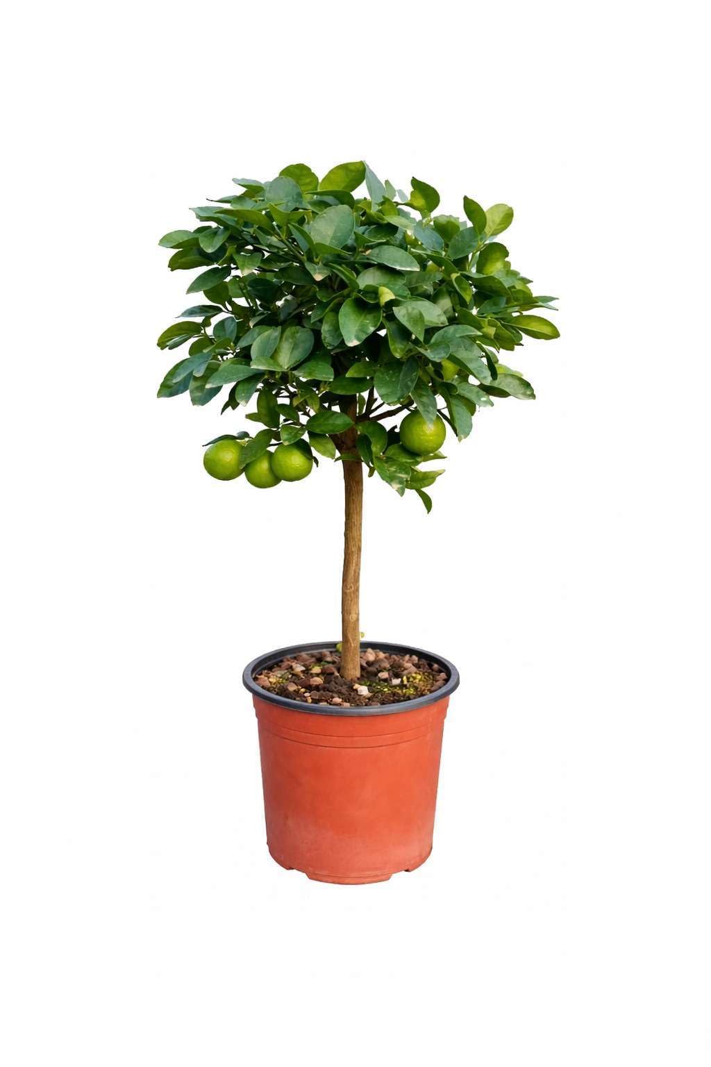 Pianta di Lime del Mexico (vaso - 20) - Immagine reale