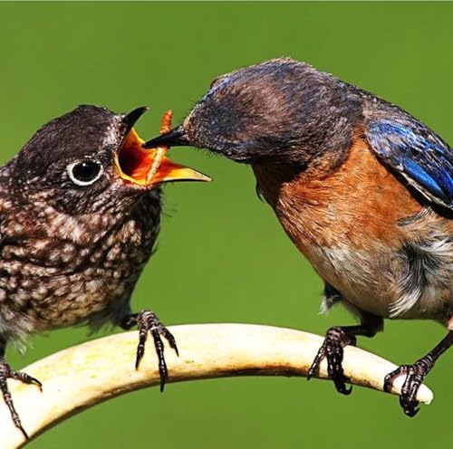 GardenersDream getrocknete Mehlwürmer- Narhaftes wildes Garten Vogelfutter