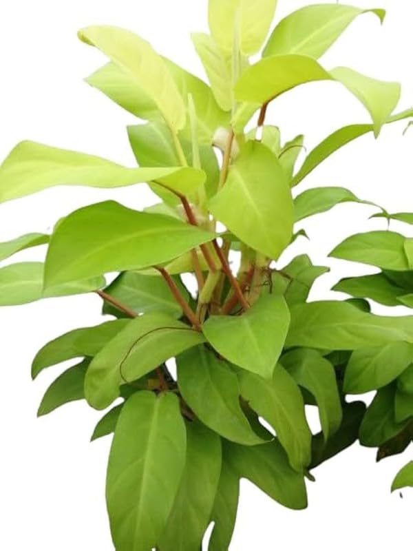 Golden Goddess Philodendron Live Plant | Indoor Garden Plant | 5 Inch Pot (1 Live Healthy Plant)-image-40