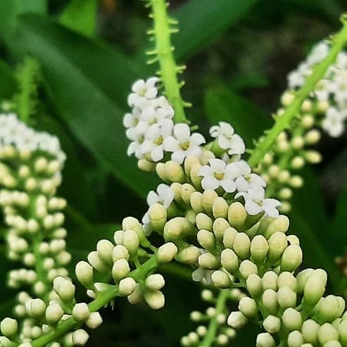 Fiddlewood Tree | Bonsai Vrindavan Champa � Plants (B0CX9H9VZ4) Amazon Price History, Amazon Price Tracker