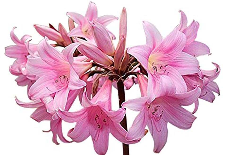 Naked Ladies Amaryllis Belladonna