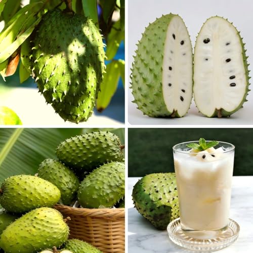 CarpetC 10 Soursop Seeds for Planting Annona muricata Guanabana Fruit Tree Tropical Evergreen Perennial Non-GMO Heirloom for Home Gardens and Containers