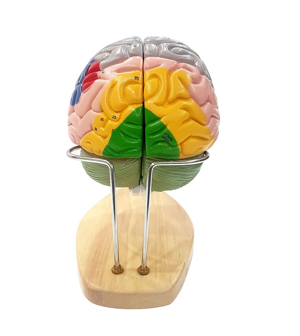 TeachingNest ZX | Brain Model Deluxe Enlarged 4 parts PVC