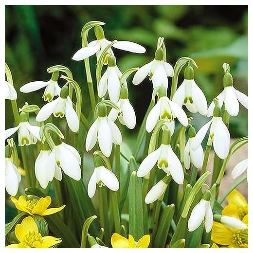 GALANTHUS NIVALIS COMMON SNOWDROP WHITE FLOWERING SPRING GARDEN BULBS (50)