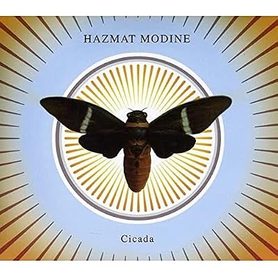 Cicada