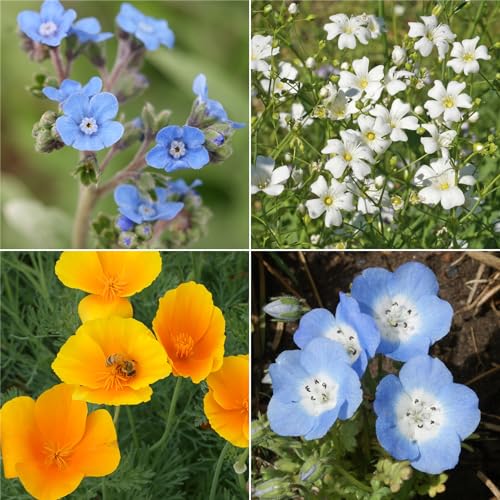 Image of Ferry-Morse Sun-Shade Bulk Wildflower Seeds, 390,000+, 1 lb