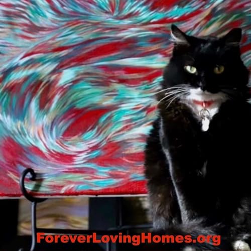 『Forever Loving Homes. org』のカバーアート