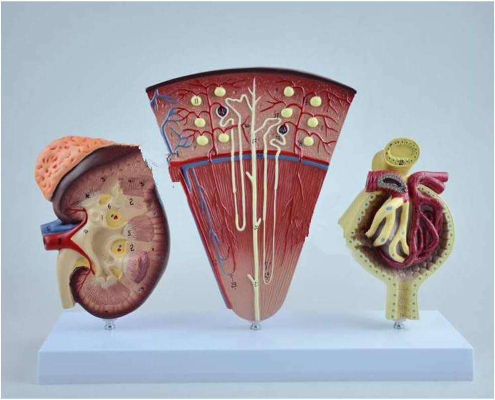 Anatomiczny Model Nerki - Model Anatomii Narządów Ludzkich Model Nerki Z Kłębuszkowym Układem Moczowym Nefron Model Medyczny Do Medycznej Pomocy Szkoleniowej