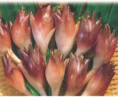 Amazon 苗 苗木 ミョウガ 秋ミョウガ 4株 家庭菜園 みょうが ミョウガ苗 ミョウガの苗 ミョウガタケ みょうが栽培 自給自足 植物 有用植物苗 国華園 22年秋商品 野菜 Amazon 苗 苗木 ミョウガ 秋ミョウガ 4株 家庭菜園 みょうが ミョウガ苗 ミョウガの苗 ミョウガタケ みょうが栽培 自給自足 植物 有用植物苗 国華園 22年秋商品 野菜