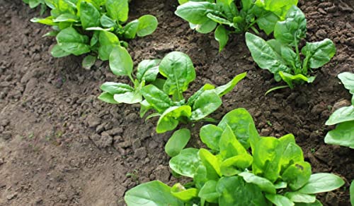 Image of Palak seeds desi (250 seeds)