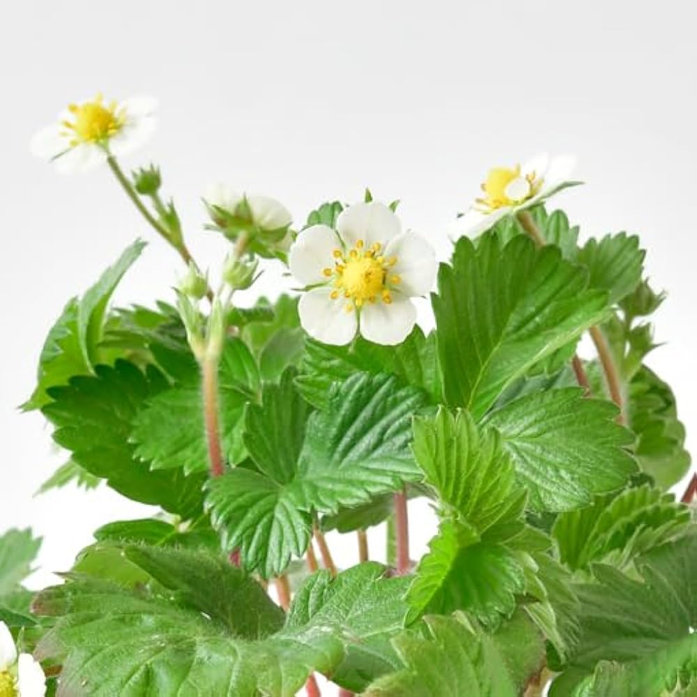  ワイルドストロベリー サンクスガーデン ワイルドストロベリー - SEISHIN PLUS