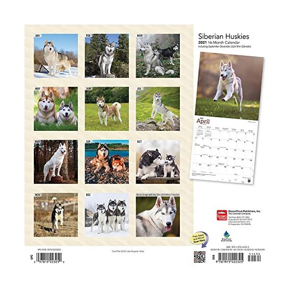 Siberian Huskies - Sibirische Huskies 2021 - 16-Monatskalender mit freier DogDays-App: Original BrownTrout-Kalender… – Bild 3