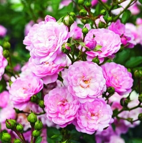 2x Rosier à massif 'The Fairy' – Rosa 'The Fairy' – pot | Arbuste couvre-sol, fleurs roses abondantes