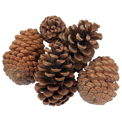 Giant pine cones | Pack of 5 | Approximately 15cm x 9cm | Natural crafts