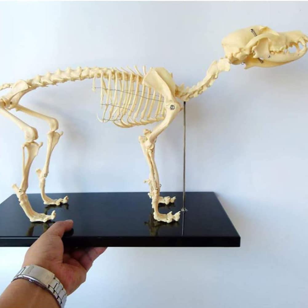 Erler Zimmer (エルラージマー) 犬骨格模型 標本 骨格 関節可動 実物大