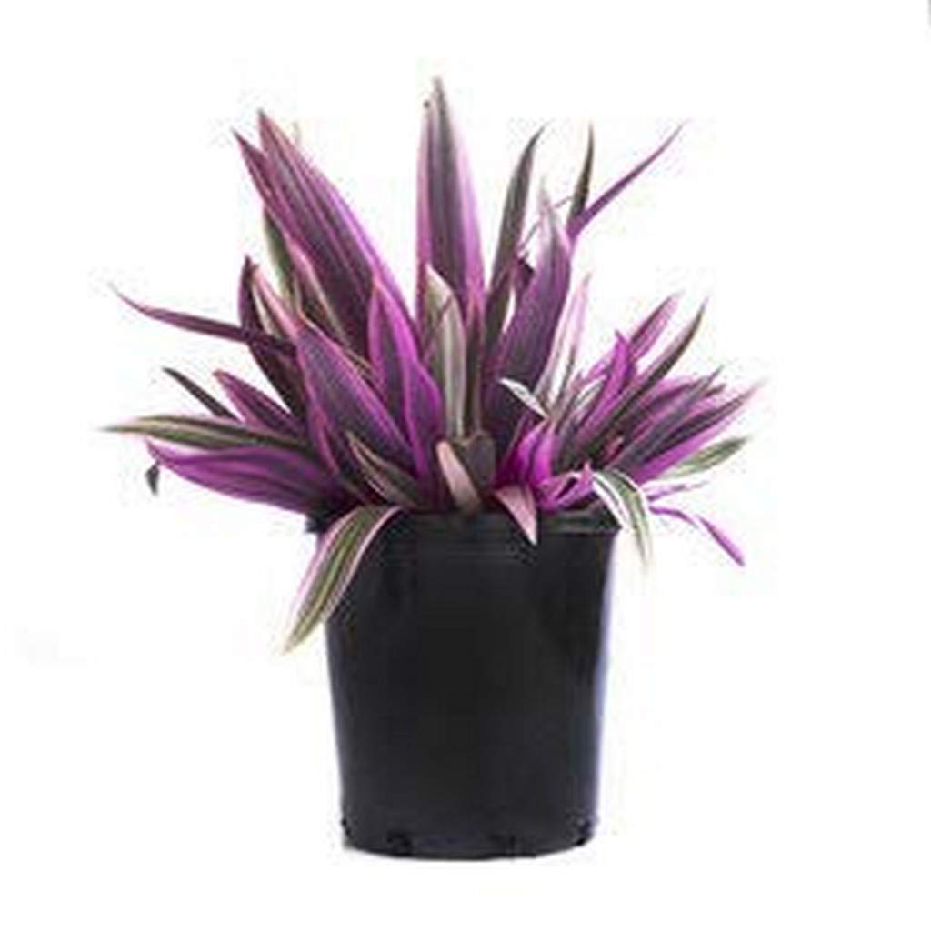 Creative Farmer Garden Live Plant Foliage Plants Indoor Ornamental Rhoeo Balcony (1 Garden Live Plant) D