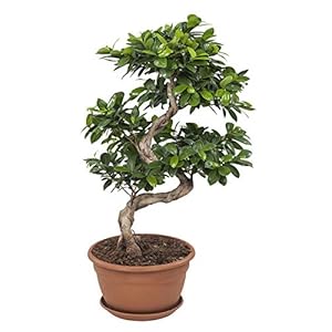 Bonsai van Botanicly – Chinese vijg – Hoogte: 70 cm – Ficus Gin Seng
