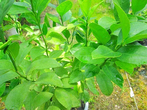 レモン大苗木 Amazon.co.jp: レモンの木 10号 果樹苗 大鉢 苗 : DIY・工具・ガーデン