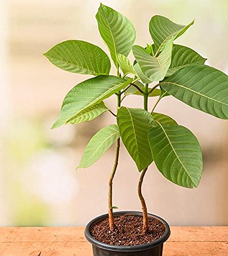 Kadam Tree, Kadamb - Plant (B09CM8JDJV) Amazon Price History, Amazon Price Tracker