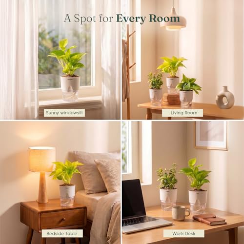 Image of Kyari Combo of 4 Indoor Plants - Jade, Green Money, Golden Money & Philodendron Oxycardium with Poetic White Self Watering Pot - Live Plants for Home Decor & Living Room - Air Purifying Plant Set